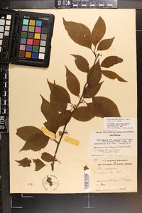 Ilex montana image