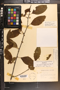 Ilex montana image