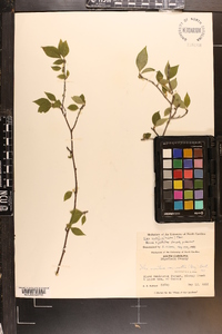 Ilex ambigua image