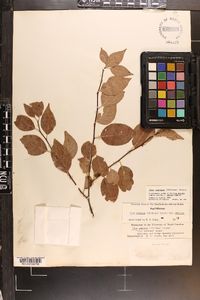 Ilex ambigua image