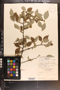 Ilex ambigua image