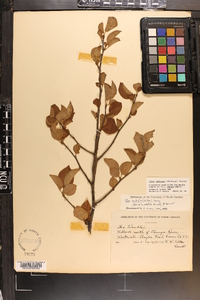 Ilex ambigua image