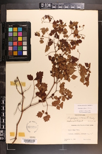 Ampelopsis arborea image