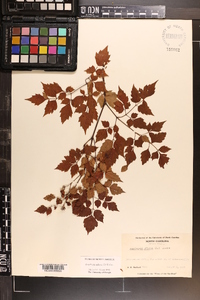 Ampelopsis arborea image