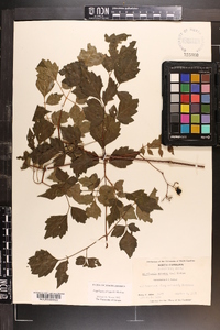 Ampelopsis arborea image