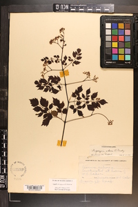 Ampelopsis arborea image