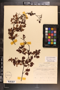 Ampelopsis arborea image