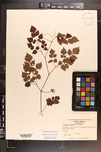 Ampelopsis arborea image