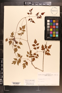 Ampelopsis arborea image