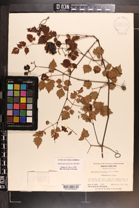 Ampelopsis arborea image