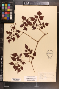 Ampelopsis arborea image