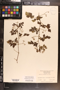 Ampelopsis arborea image