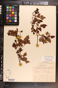 Ampelopsis arborea image