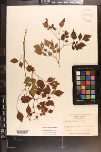 Ampelopsis arborea image