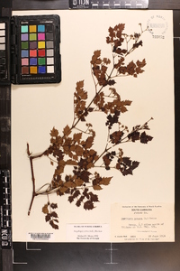 Ampelopsis arborea image