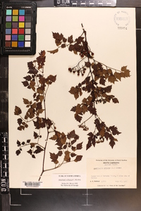 Ampelopsis arborea image