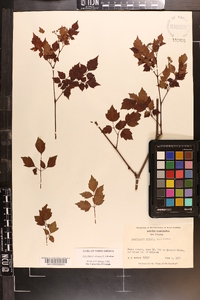 Ampelopsis arborea image