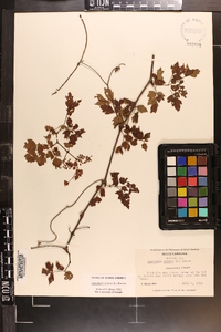 Ampelopsis arborea image