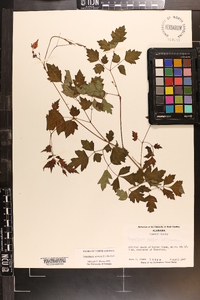 Ampelopsis arborea image