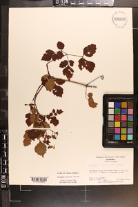 Ampelopsis arborea image