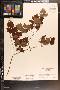 Ampelopsis arborea image