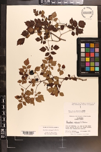 Ampelopsis arborea image