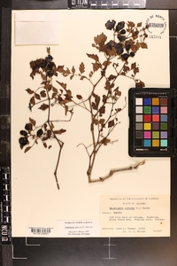 Ampelopsis arborea image