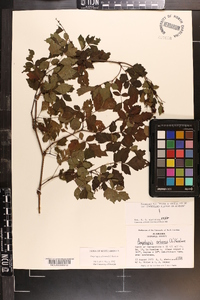 Ampelopsis arborea image