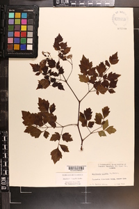 Ampelopsis arborea image