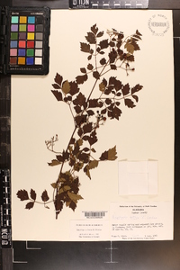 Ampelopsis arborea image