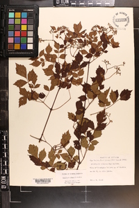 Ampelopsis arborea image