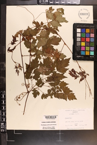 Ampelopsis arborea image