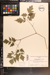 Ampelopsis arborea image