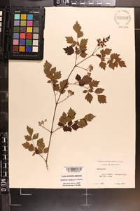 Ampelopsis arborea image