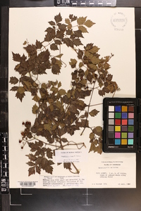 Ampelopsis arborea image