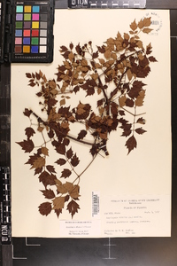 Nekemias arborea image