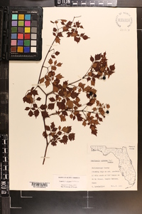 Nekemias arborea image