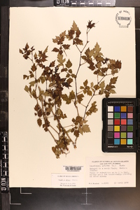 Ampelopsis arborea image