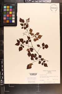 Ampelopsis arborea image