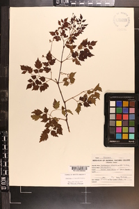 Ampelopsis arborea image