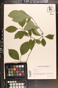 Ilex ambigua image