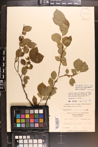 Ilex ambigua image