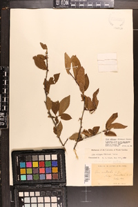 Ilex ambigua image