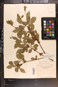 Ilex ambigua image