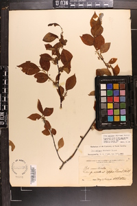 Ilex ambigua image