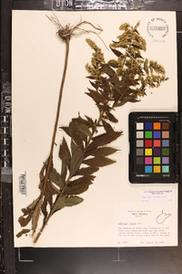 Solidago rugosa var. rugosa image