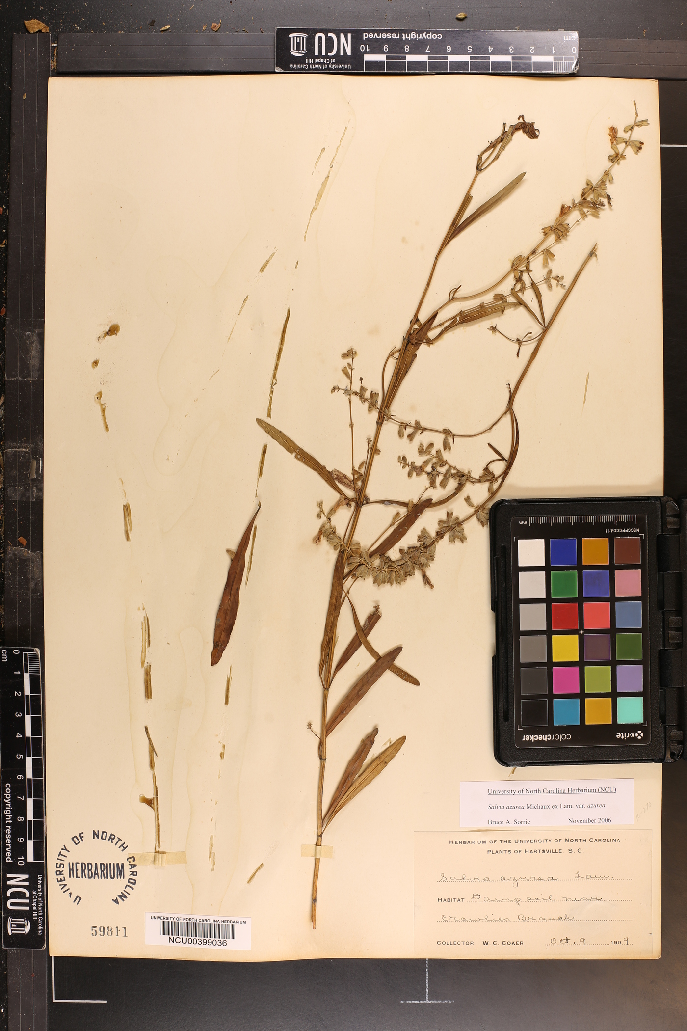 Salvia azurea var. azurea image
