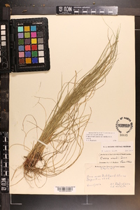 Carex woodii image