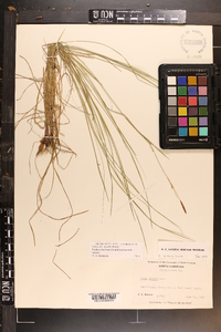 Carex woodii image