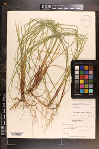 Carex woodii image